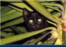 animali (212)