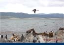 ARGENTINA (272)